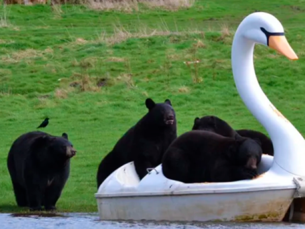 Osos negros protagonizan divertido momento sobre un bote con forma de cisne