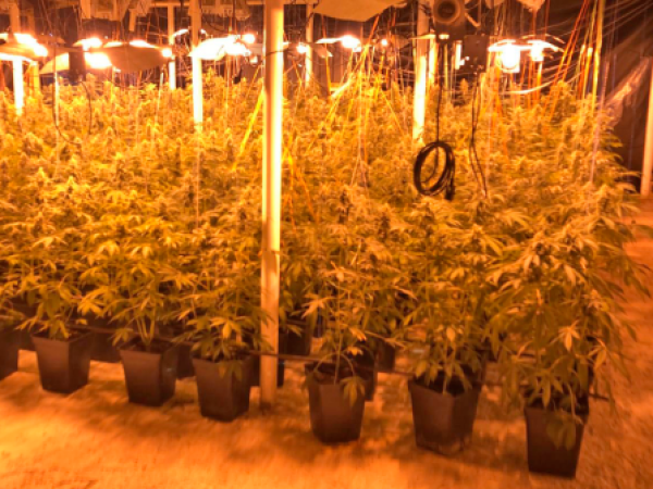 Descubren 5 mil plantas de marihuana en O'Higgins: 2 ciudadanos chinos detenidos
