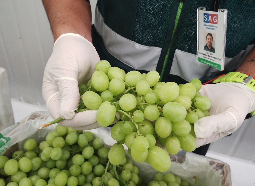 /sag-busca-personal-para-proxima-temporada-de-exportaciones-fruticolas-en