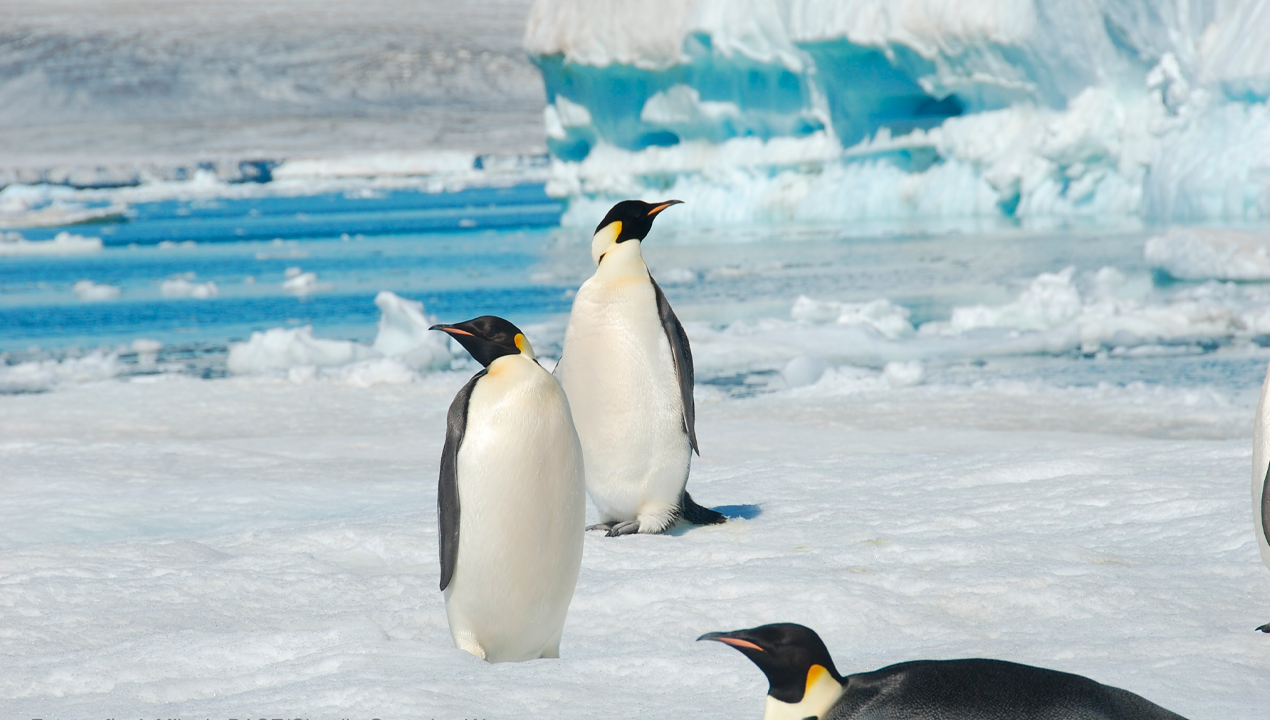 /antartica-cientificas-latinoamericanas-logran-ineditas-muestras-de-pinguinos-emperadores