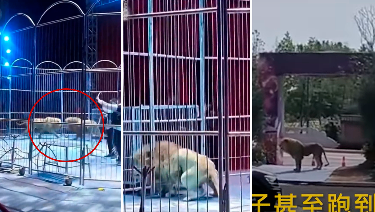 /video-leones-escapan-en-pleno-show-de-circo-en-china