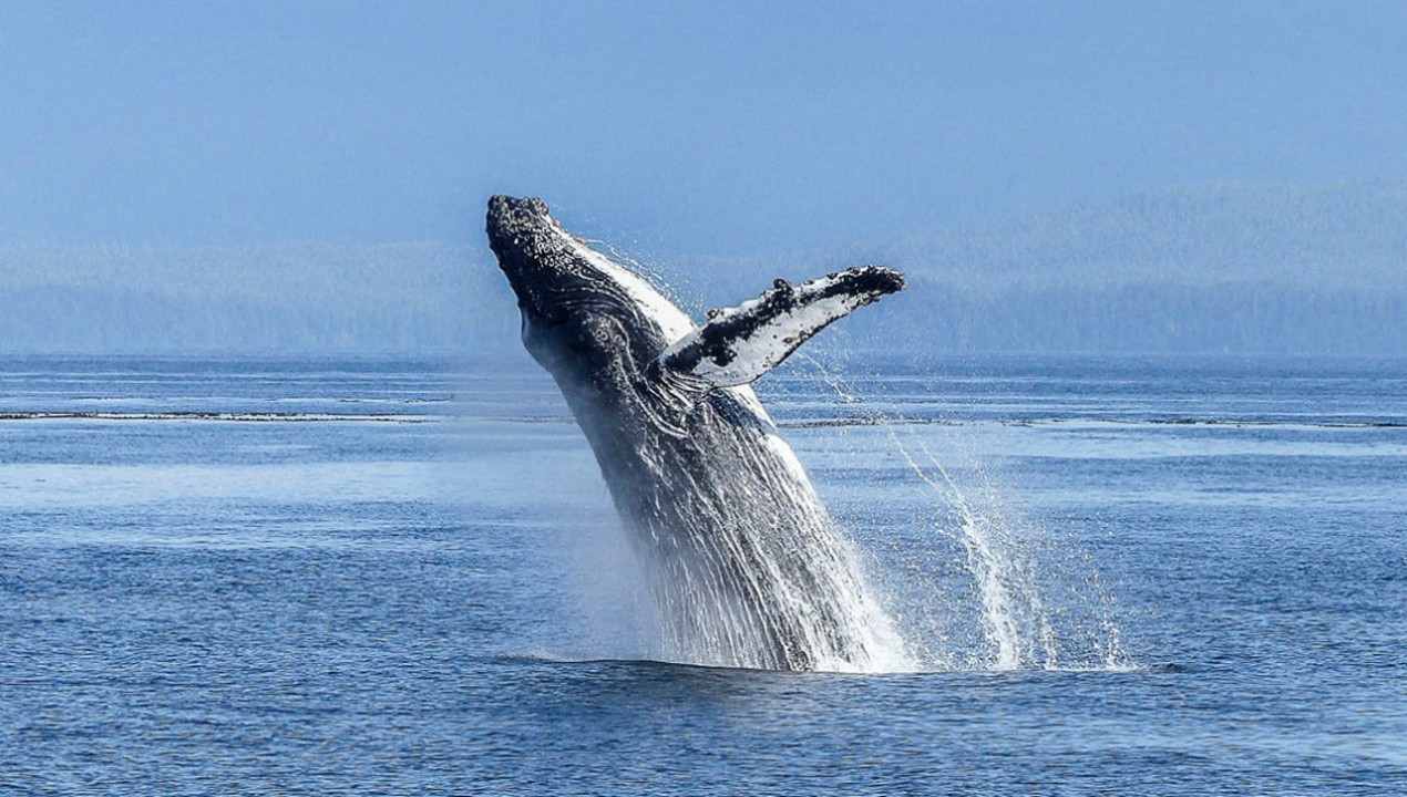 /actualidad/medio-ambiente/animales/ongs-manifiestan-inquietud-por-posible-marginacion-de-chile-en-defensa-de-0