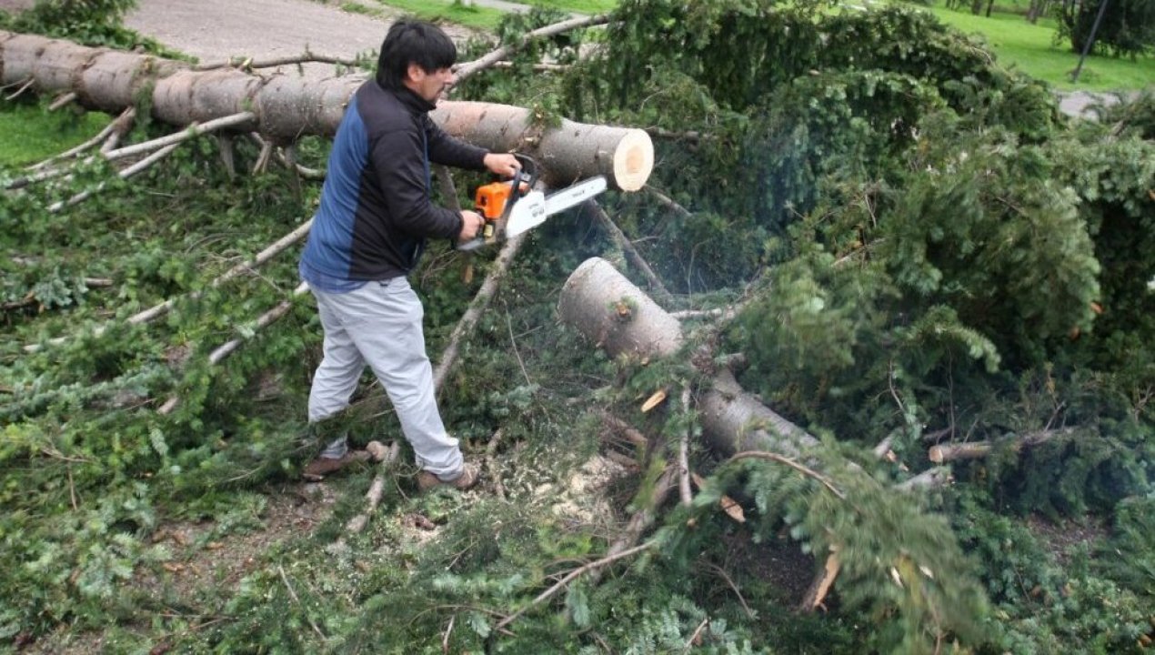 /regionales/region-del-biobio/denuncian-que-santuario-de-la-naturaleza-de-hualpen-sufrio-tala-ilegal-de