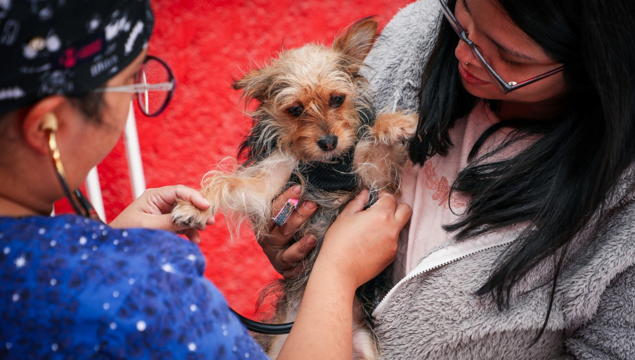 /antofagasta-contabiliza-mas-de-tres-mil-esterilizaciones-de-mascotas